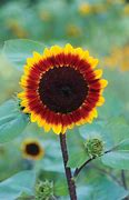 Image result for Sunflower Scrapbook Layouts