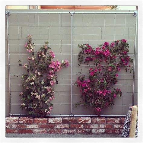 DIY Galvanized Pipe Trellis with Bougainvilleas