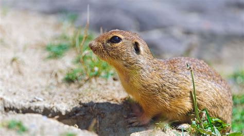 Download wallpaper 2560x1440 gopher, sitting, sand, shade widescreen 16 ...