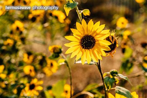 Hermosawave Photography: Sunflower Season