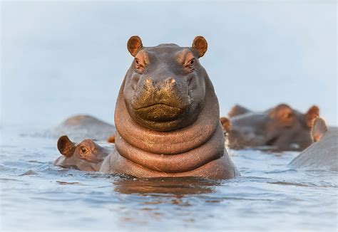 Image result for Hippo vs Python