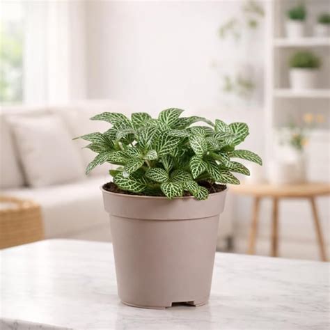 UGAOO Fittonia Green Nerve Live Plant With Grow Pot : Amazon.in: Garden ...