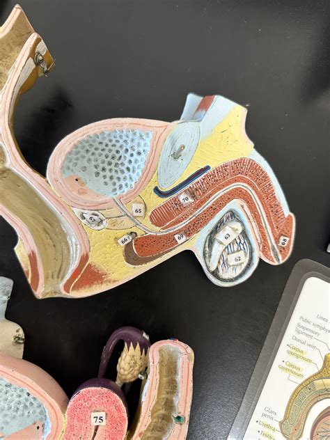 Image result for Male Reproduction Model