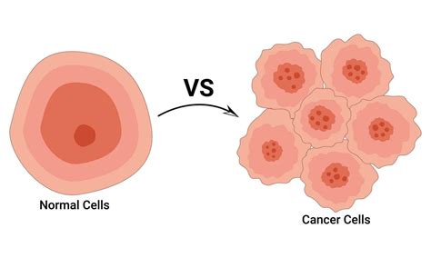 Image result for Normal vs Cancer Cells