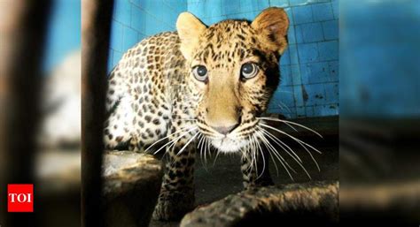 Now, two water holes for leopards in Kherki Lala | Gurgaon News - Times ...