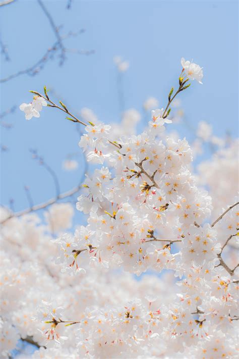 Spring Desktop Background 的图像结果