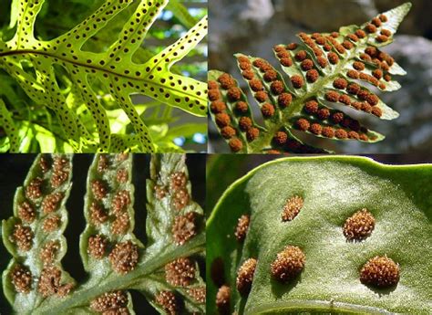 Image result for Pteridophytes Reproduction