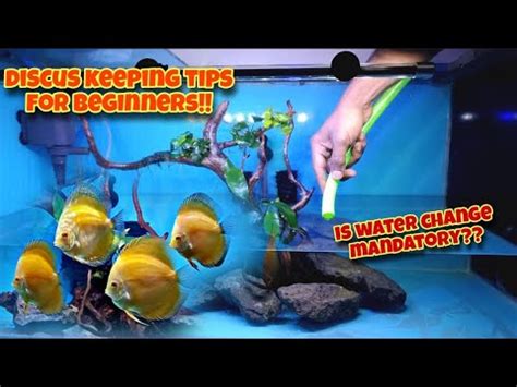 Image result for Discus Fish for Beginners