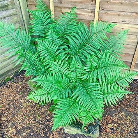UGANIO PLANT Ferns Indoor Live Plant | Boston Ferns | for Home ...