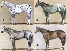 cavallo pomellato il negozio di cavallo pomellato a italia ti aspetta con cavallo pomellato il negozio di cavallo pomellato a italia ti aspetta con