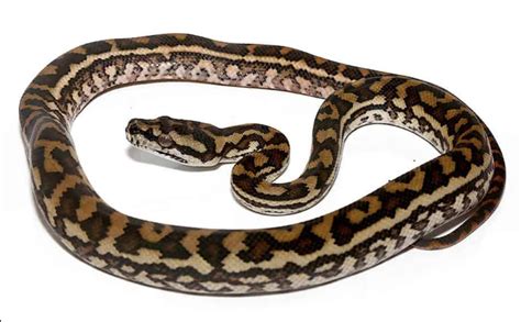 Image result for Coastal Carpet Python Colours