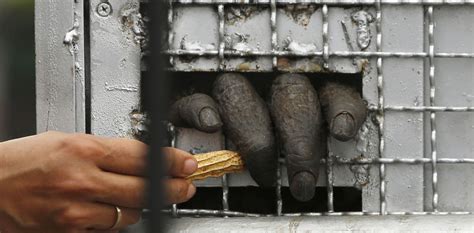 Trading in Extinction: Is Pet Trade Killing off Animal Species?