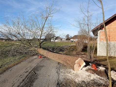 How to Fell a Tree Direction 的图像结果
