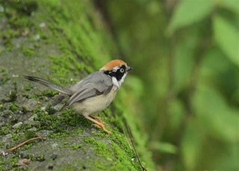 Birds and Bird watching at Rajaji National Park