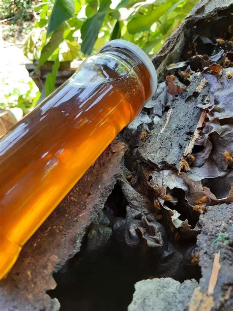 Is Honey Acidic Or Alkaline? - Bee Honey alkaline