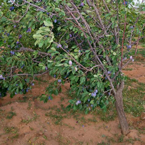 Damson Plum Tree – Green Thumbs Garden