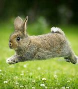 Image result for Cute Babies Bunny Jumping