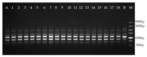 Efficient Tissue Culture Protocol for Magnolia lucida (Magnoliaceae ...