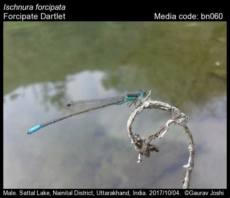 Ischnura forcipata Morton, 1907 - Forcipate Dartlet | Odonata