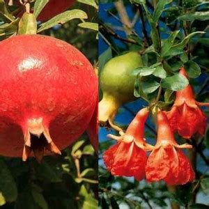 Cloud Farm Pomegranate Plant Price in India - Buy Cloud Farm ...