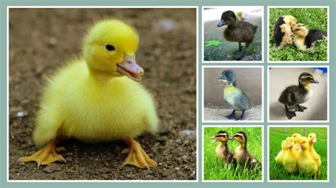 Image result for Visual Design Elements Color