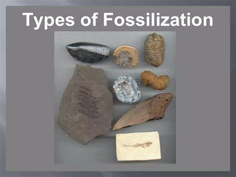 Formation of Fossils 的图像结果