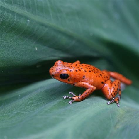Strawberry Poison Dart Frogs