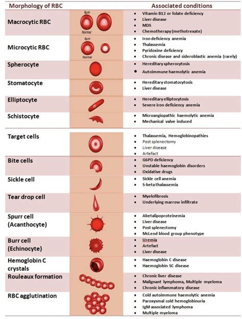 Red blood cell rbc part 2 normal peripheral blood smear and rbc ...