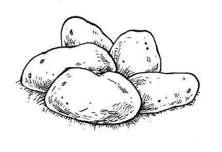 Image result for Potato Man Project Python Coding