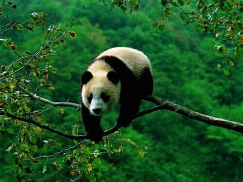 关于大熊猫的资料(外形特点 ， 生活习性）-