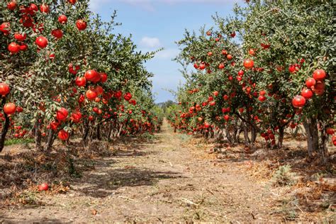 50 Trees Name in English and Hindi