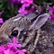 Image result for Spring Animals Background Images