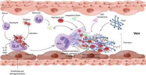 Frontiers | Neutrophil extracellular traps mediate deep vein thrombosis: from mechanism to therapy