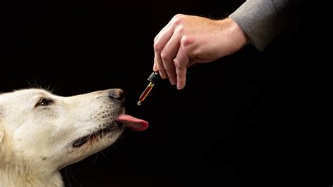 Large-Scale Study Examines CBD Use and Behavioral Changes in U.S. Dogs - SSBCrack News