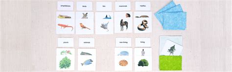 Image result for Sorting Cards Drawing