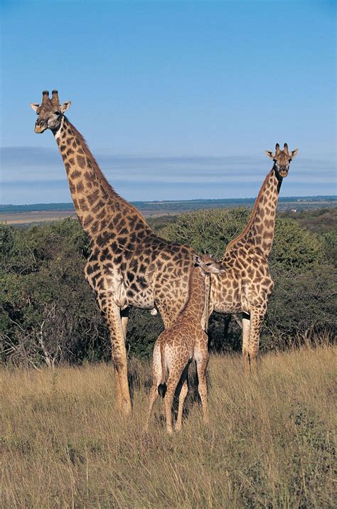 Giraffe | Facts, Information, Habitat, Species, & Lifespan | Britannica