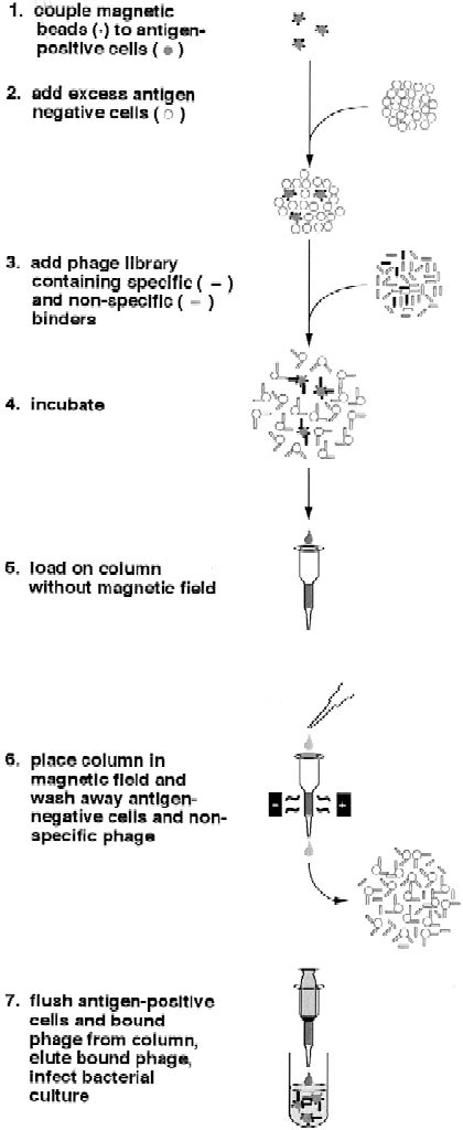 Image result for Magnetically Activated Cell Sorting