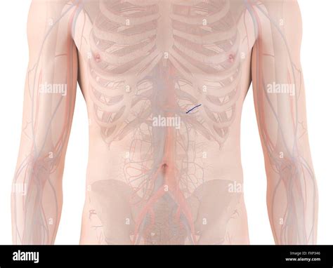 Computer Simulation Anatomy 的图像结果