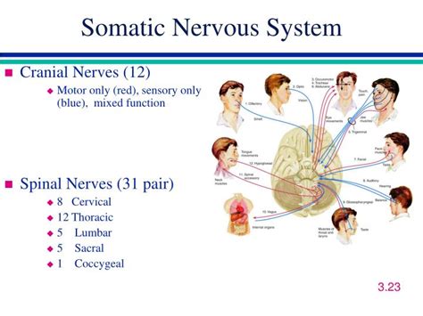 Image result for Somatic nervous system Functions