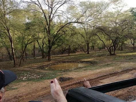 THE BEST Ranthambore National Park Hotels with Bridal Suite 2025