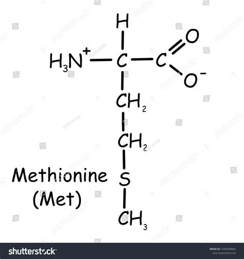 Amino Acid Structure Methionine at Ethan Fuhrman blog