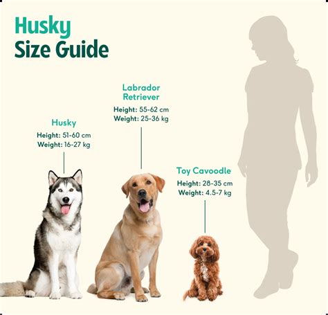 Siberian Husky breed insights: care, personality & expert tips | Lyka Blog