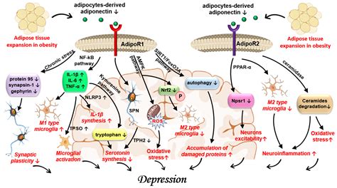 Parallel Pathways, Divergent Outcomes: Adipose Tissue–Neural Crosstalk ...