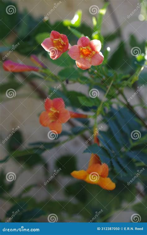 Orange trumpet vine stock photo. Image of trumpet, blooms - 312387050