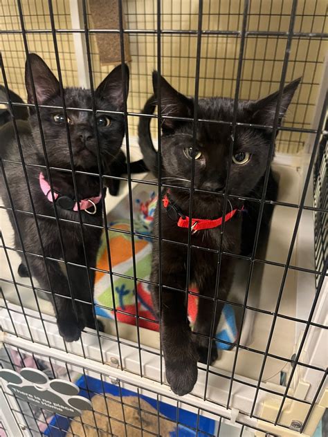 Homeward Pet | Membership Spotlight - Woodinville Chamber