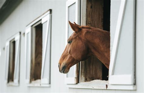 Boarding A Horse