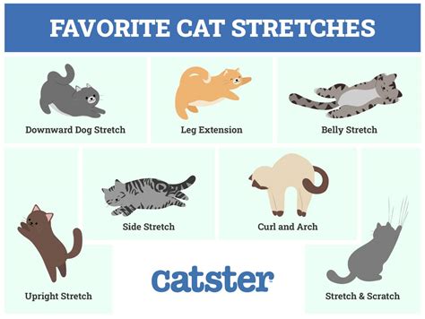 7 Favorite Cat Stretches (With Infographic) - Catster