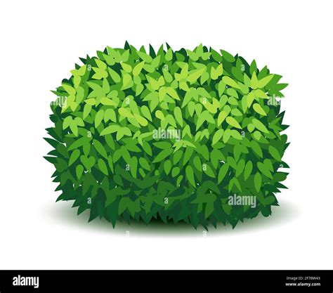 Vector garden bush isolated shrub hedge. Green bush cartoon grass ...