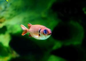 FISH POSTER, Sea poster, ANIMALS Poster for Wall, Nature Posters | A3 ...