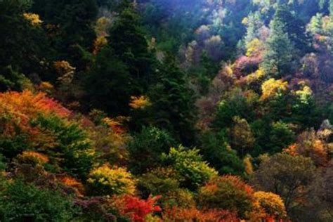 四川米亚罗红叶风景区最佳旅游时间 自驾游攻略-旅游官网